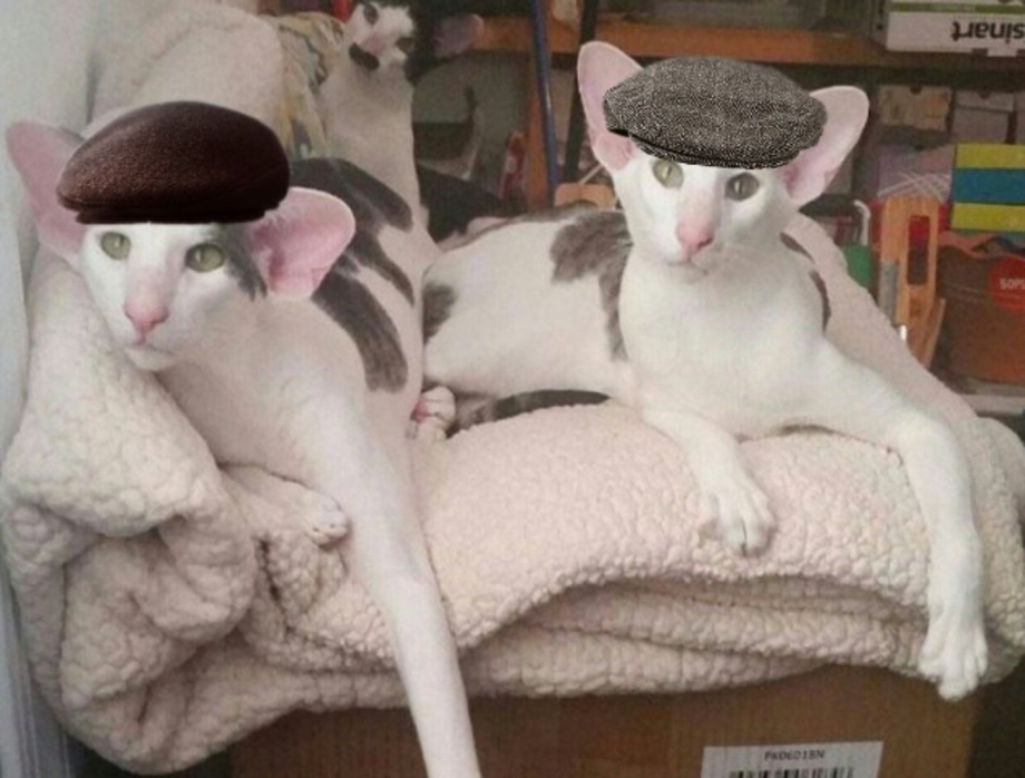 Грузин и его грузинки кошки