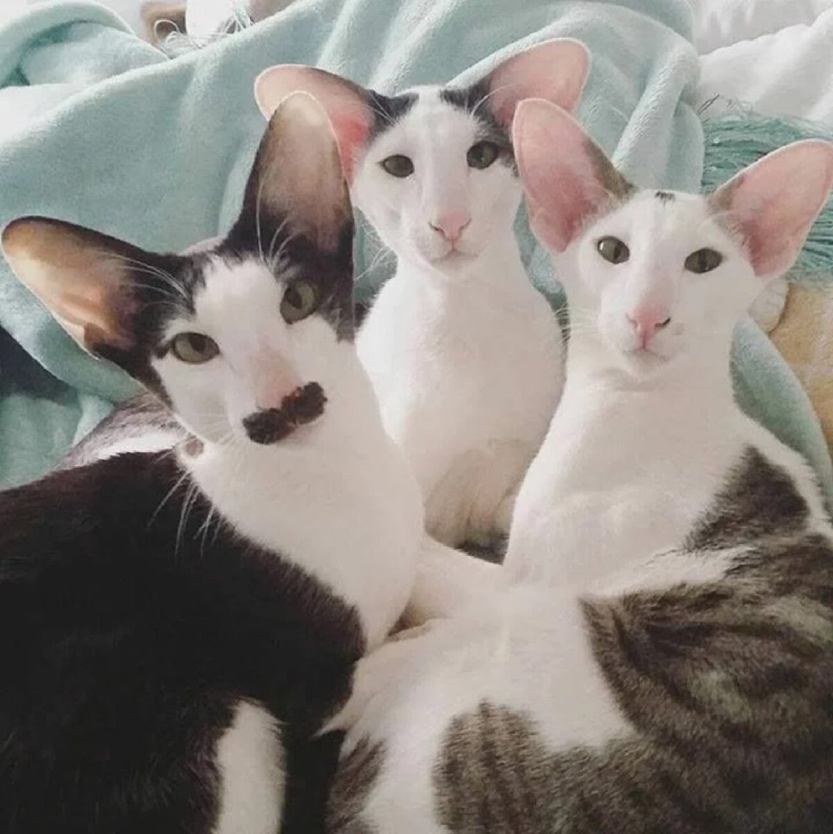 Ориентальный кот грузин