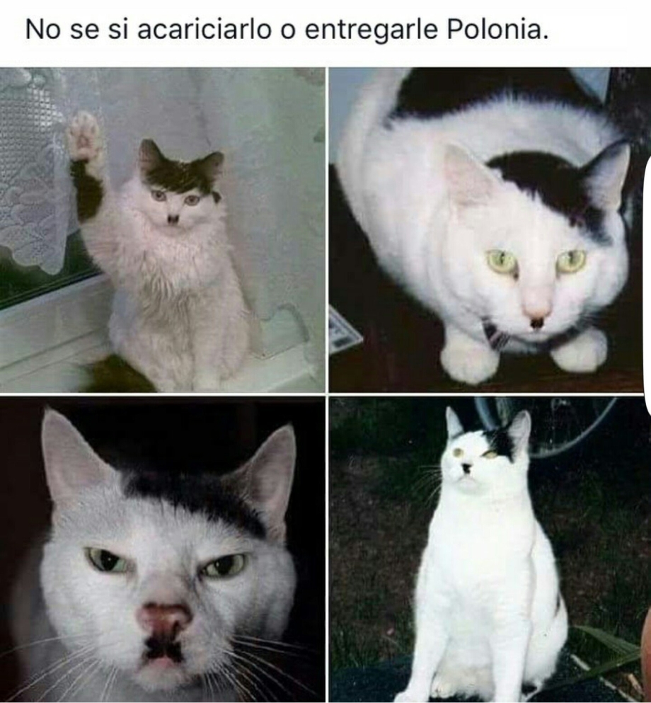Кот Гитлер порода