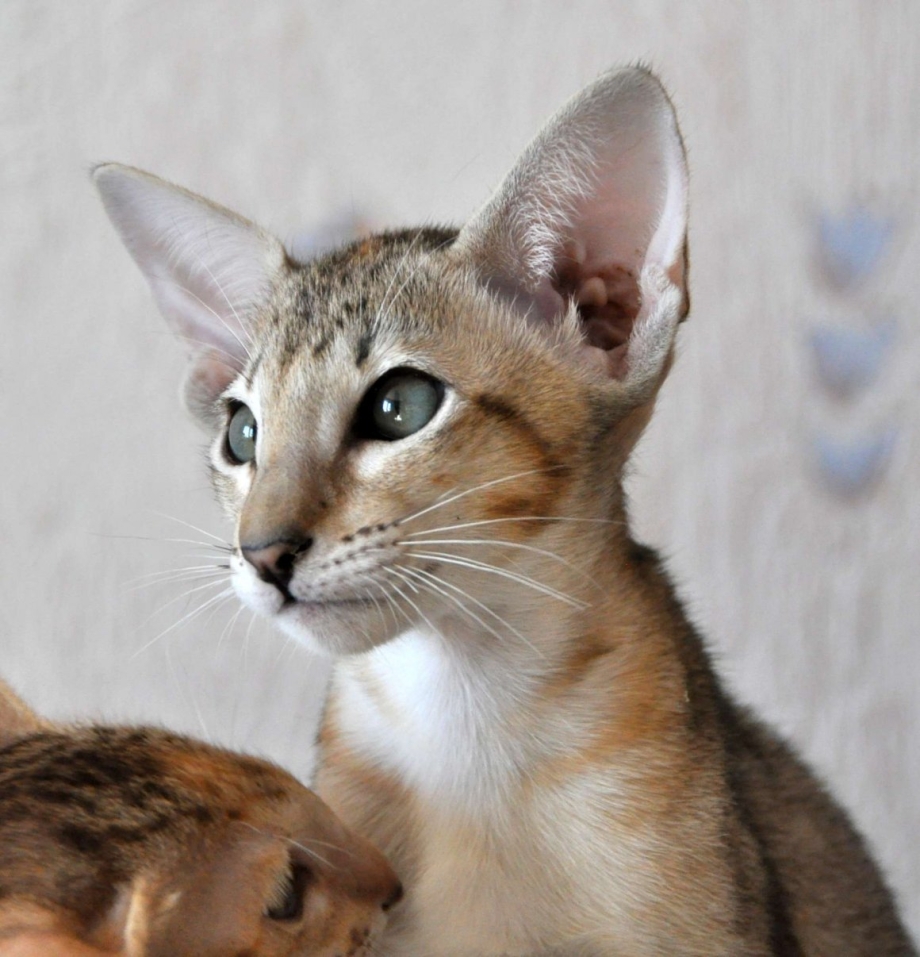 Кошка Ориентал котенок