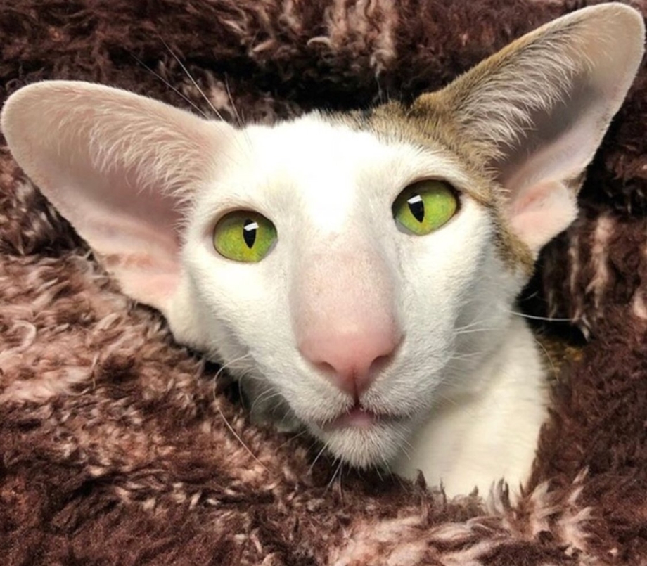 Кошка грузинка