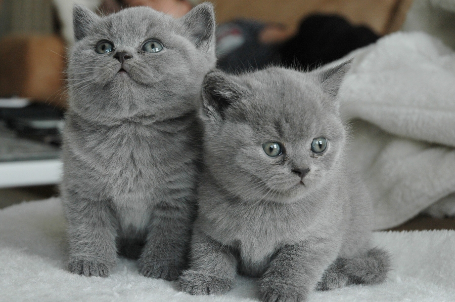 Шотландские котята серые
