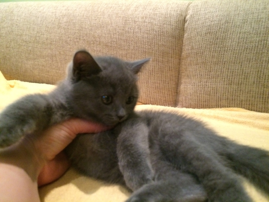 2х месячный котенок британец