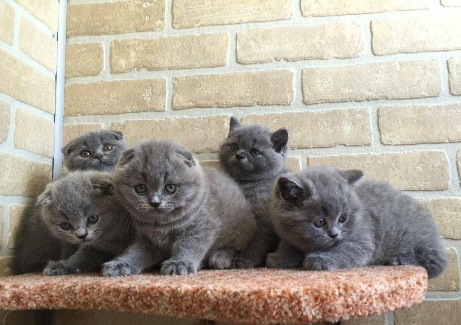 Британские котята британец