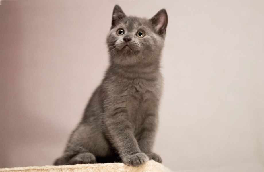 Красивый кошачий корм
