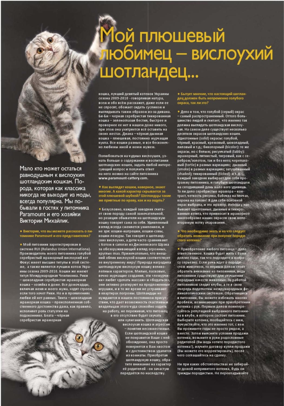 Строение британской кошки