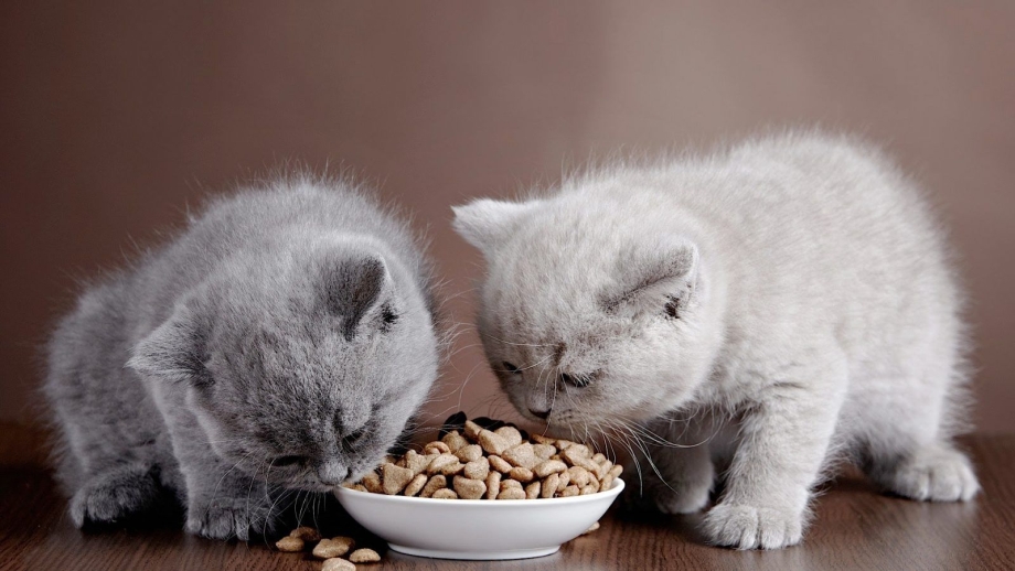 Котенок кушает