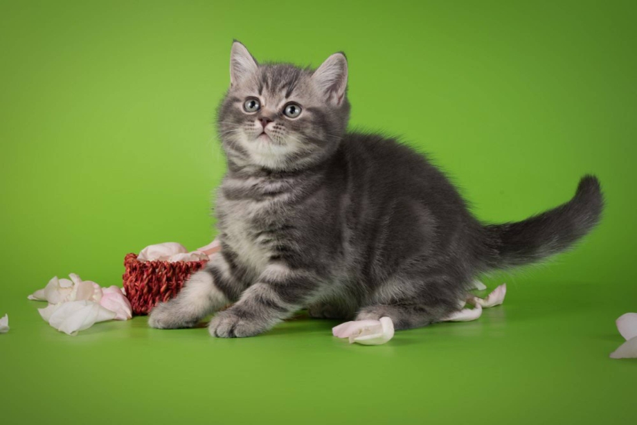 Котенок британец 4 месяца