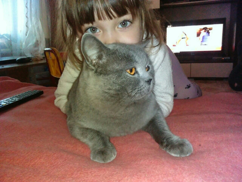 Британский котенок 7 месяцев