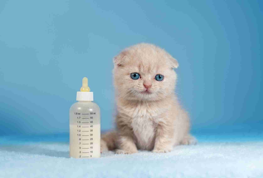 Молоко для котенка 1 месяц
