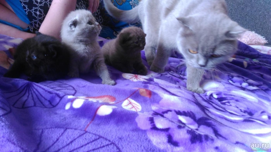 Кошка кормит котят
