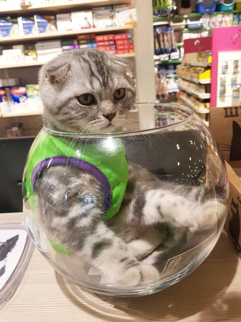 Чем кормить британского кота