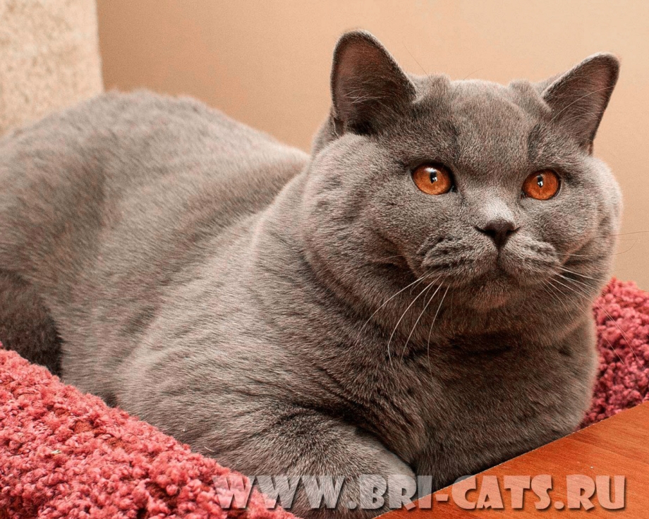 Кот домашний британский