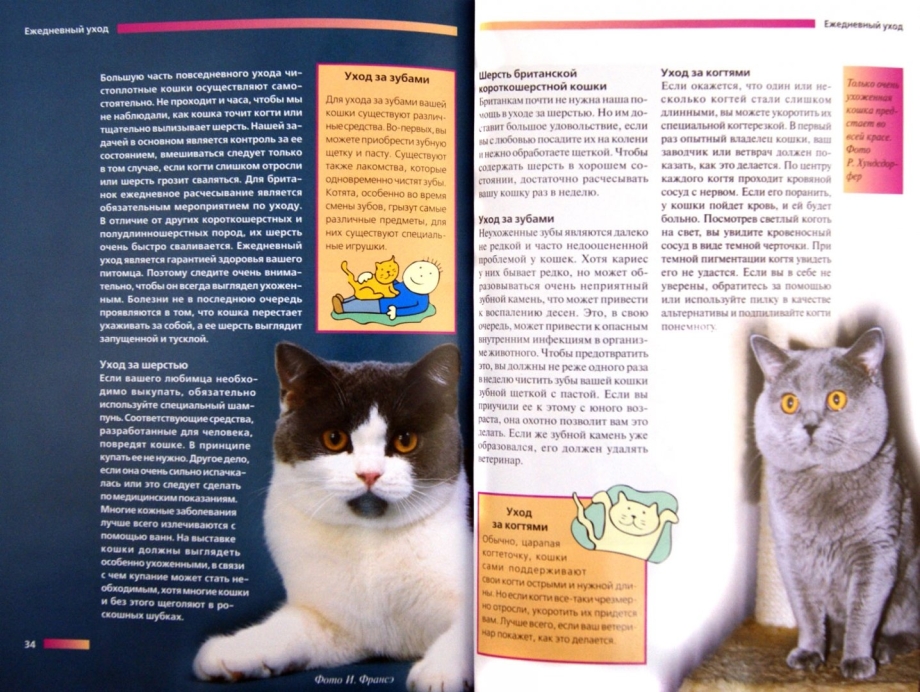 Книги про британских кошек