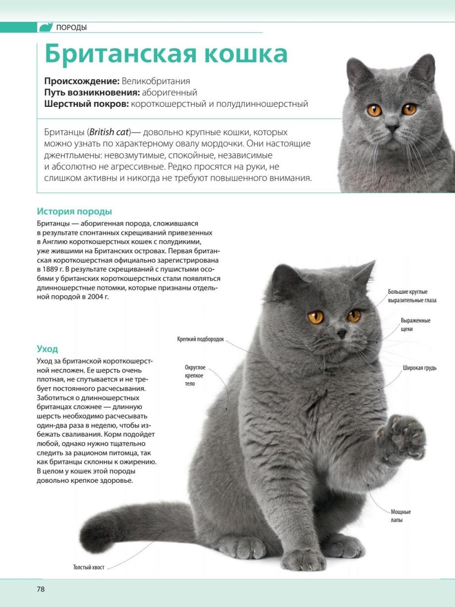 Британский кот и молоко