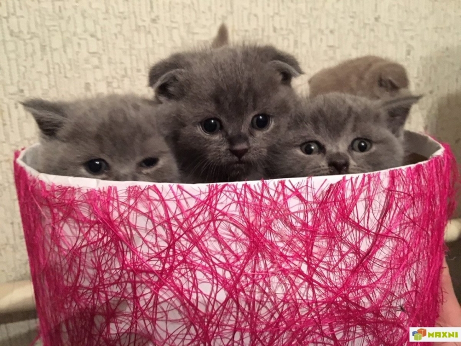 Британская голубая кошка котята