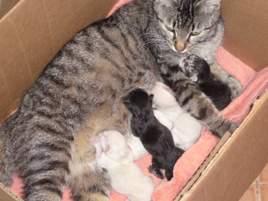 Кошка с родившимися котятами