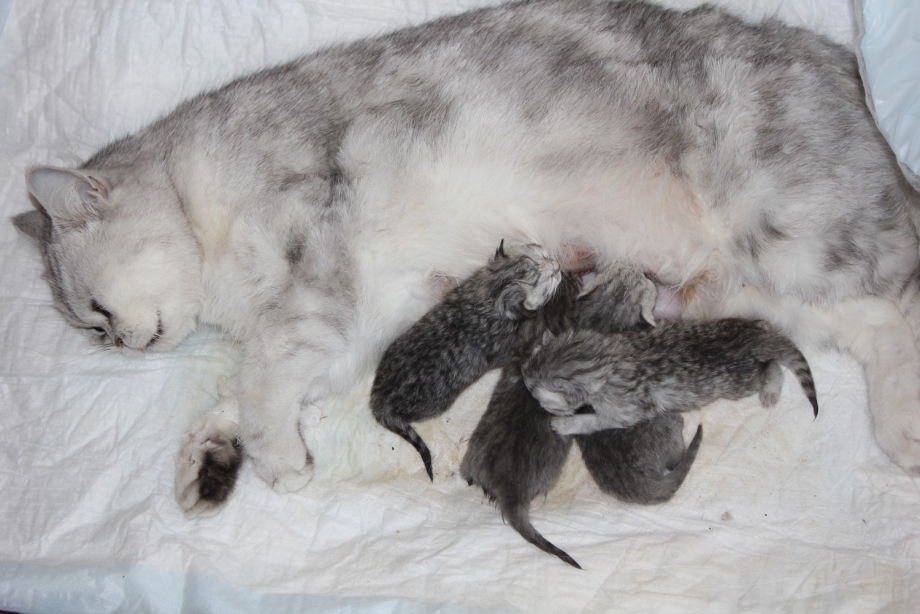 Новорожденные котята