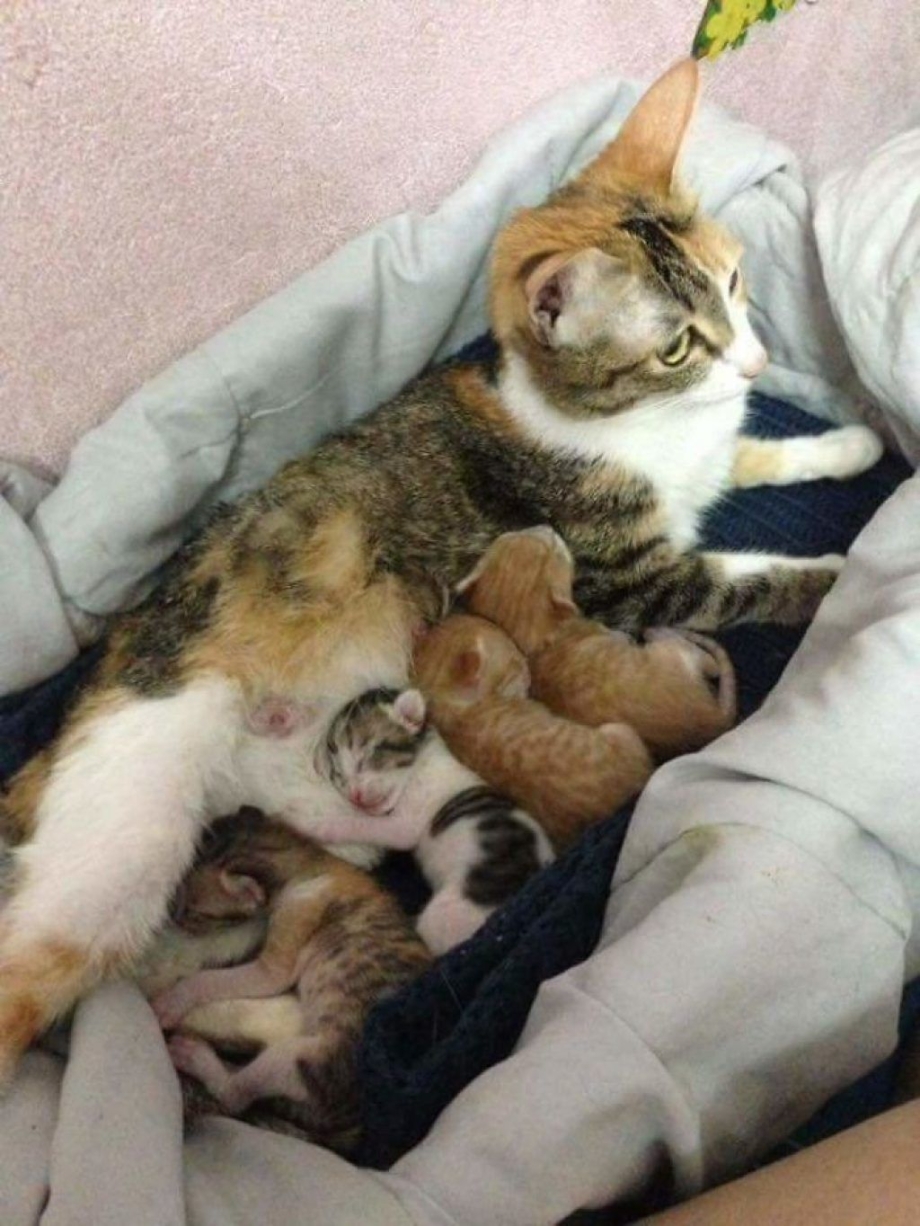 Коробка для родов кошки