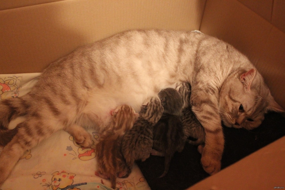 Кошка с новорожденными котятами