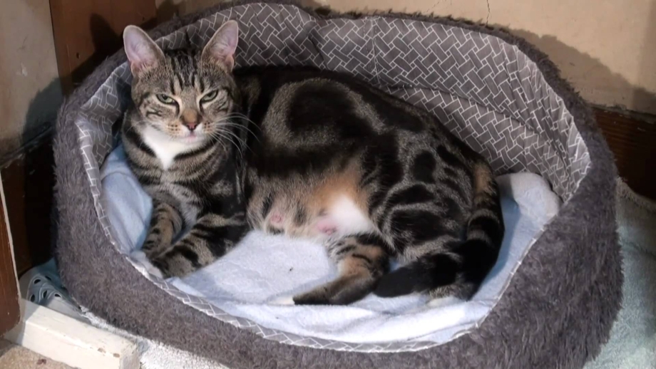 Котята рождаются слепыми