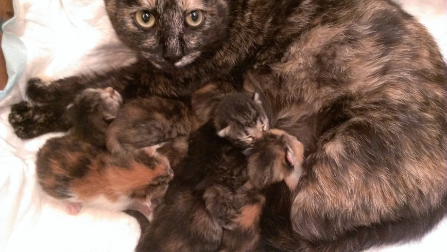 Котята сразу после родов