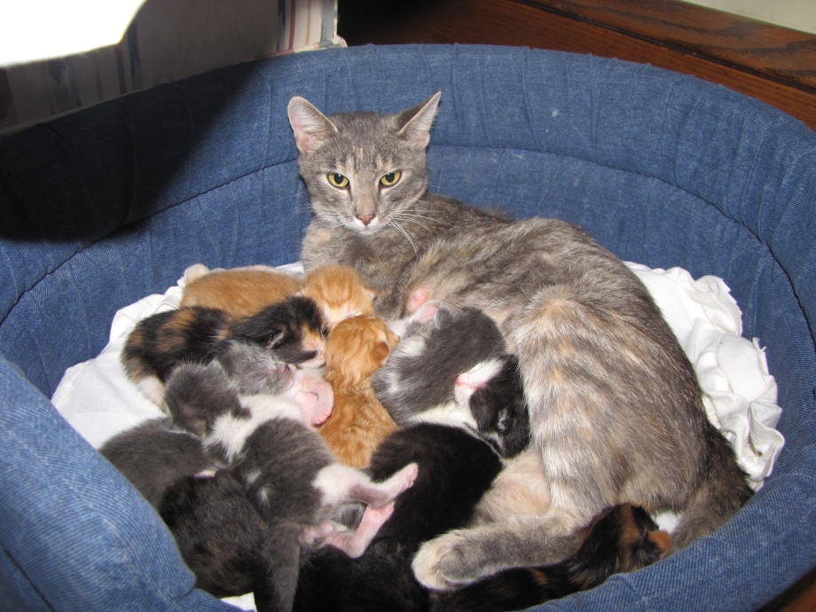 Кормящая кошка