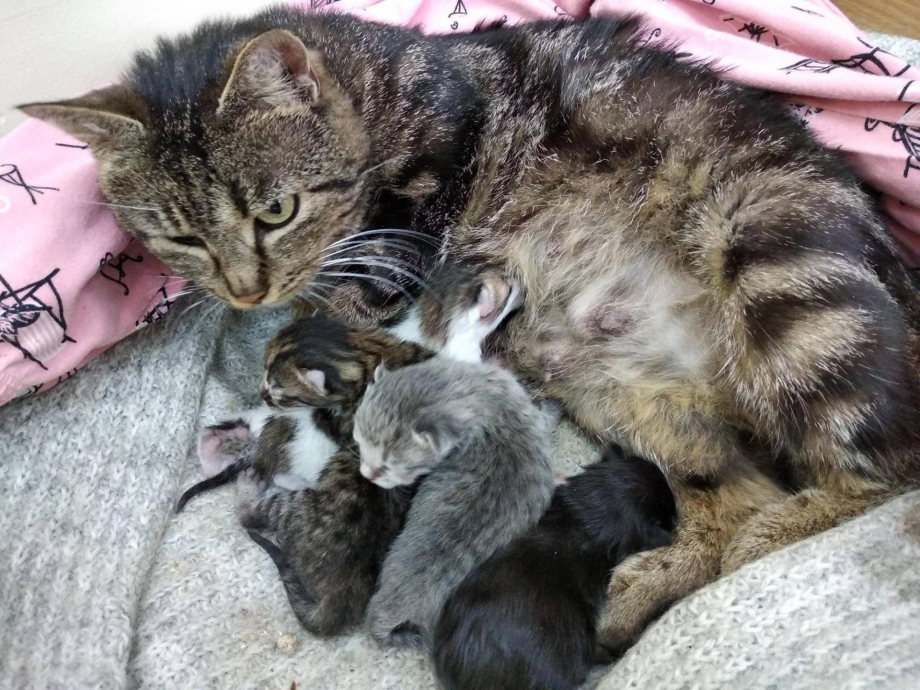 Британская кошка родила котят