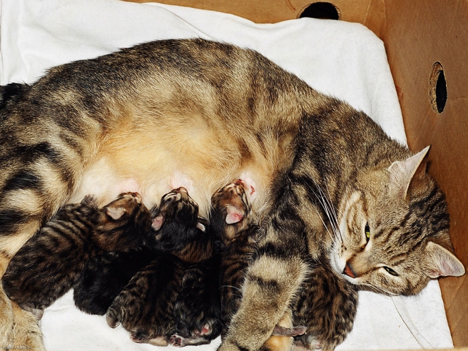 Британская кошка родила котят