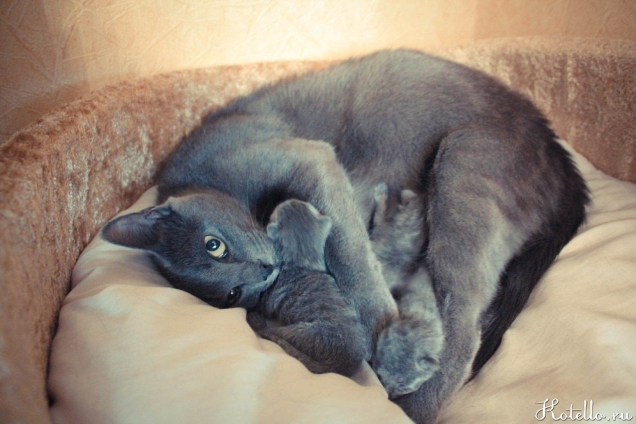 Котята только родившиеся мальчик и девочка