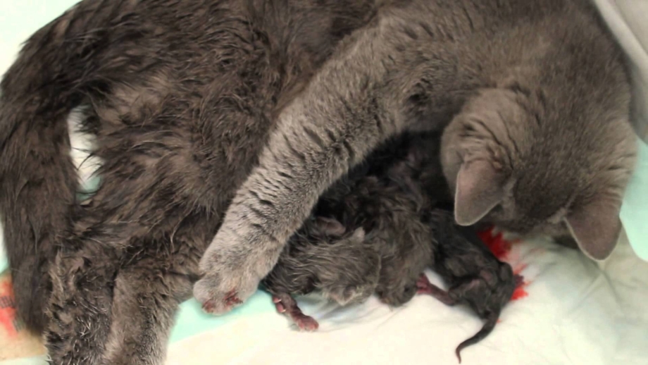 Британская кошка родила котят