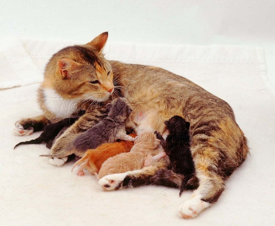 Кошка кормит котят молоком