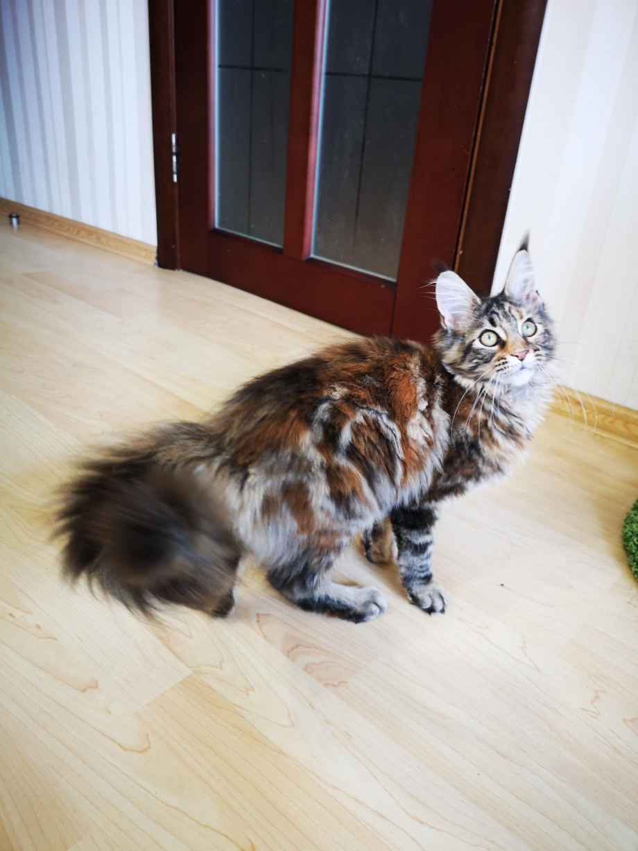 Helga-Coon