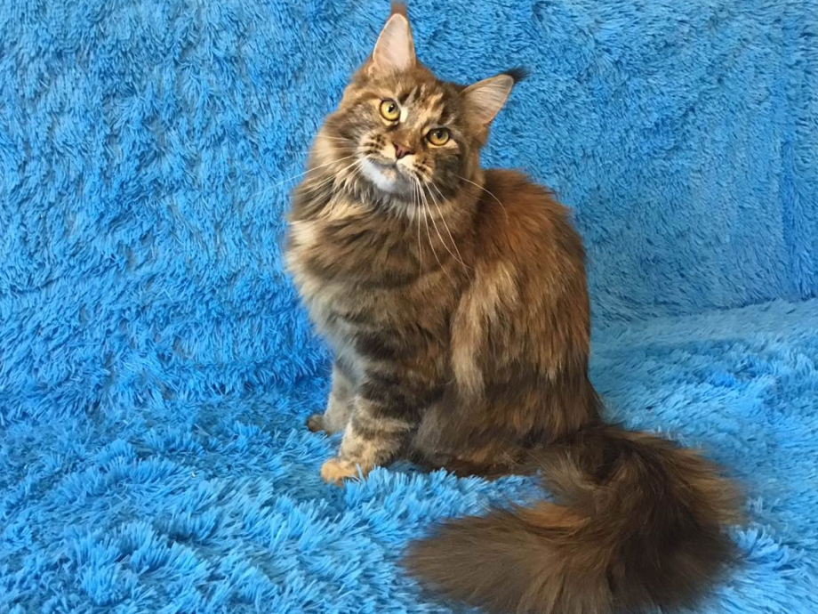 Мэйн кошка Мейн кун