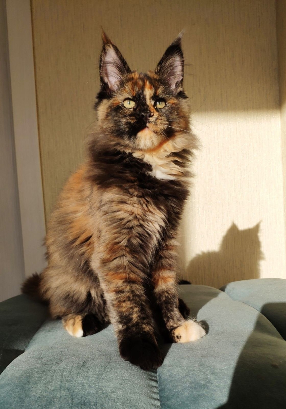 Мейн кун котята тигровые
