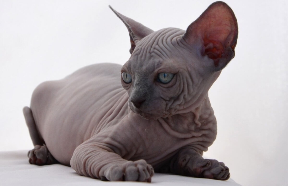 Сфинкс кошка