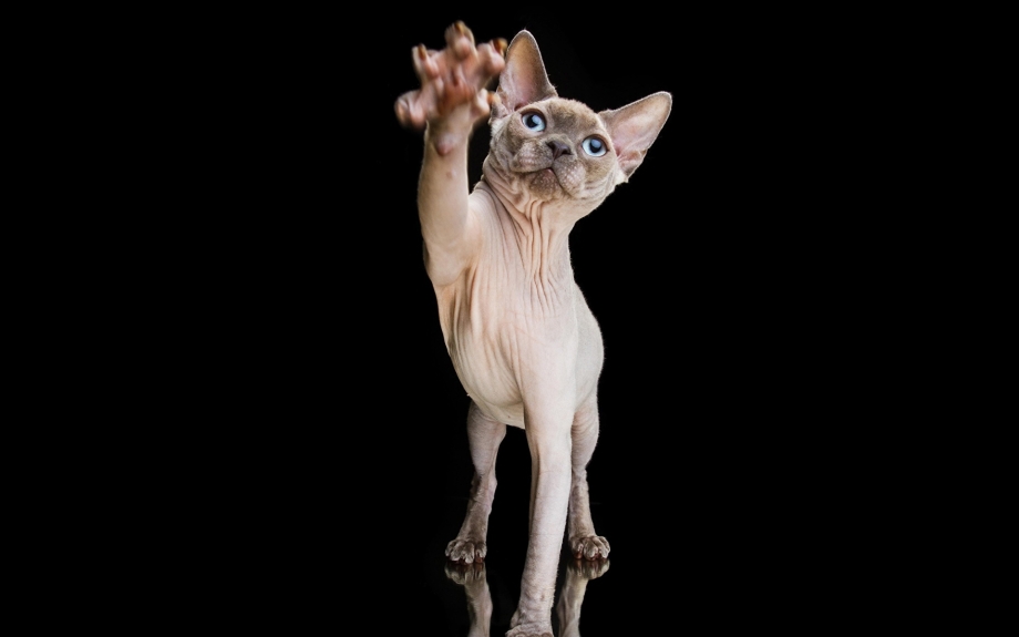 Чёрный сфинкс кошка