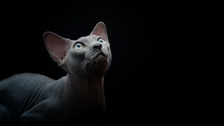 Канадский сфинкс фото котят