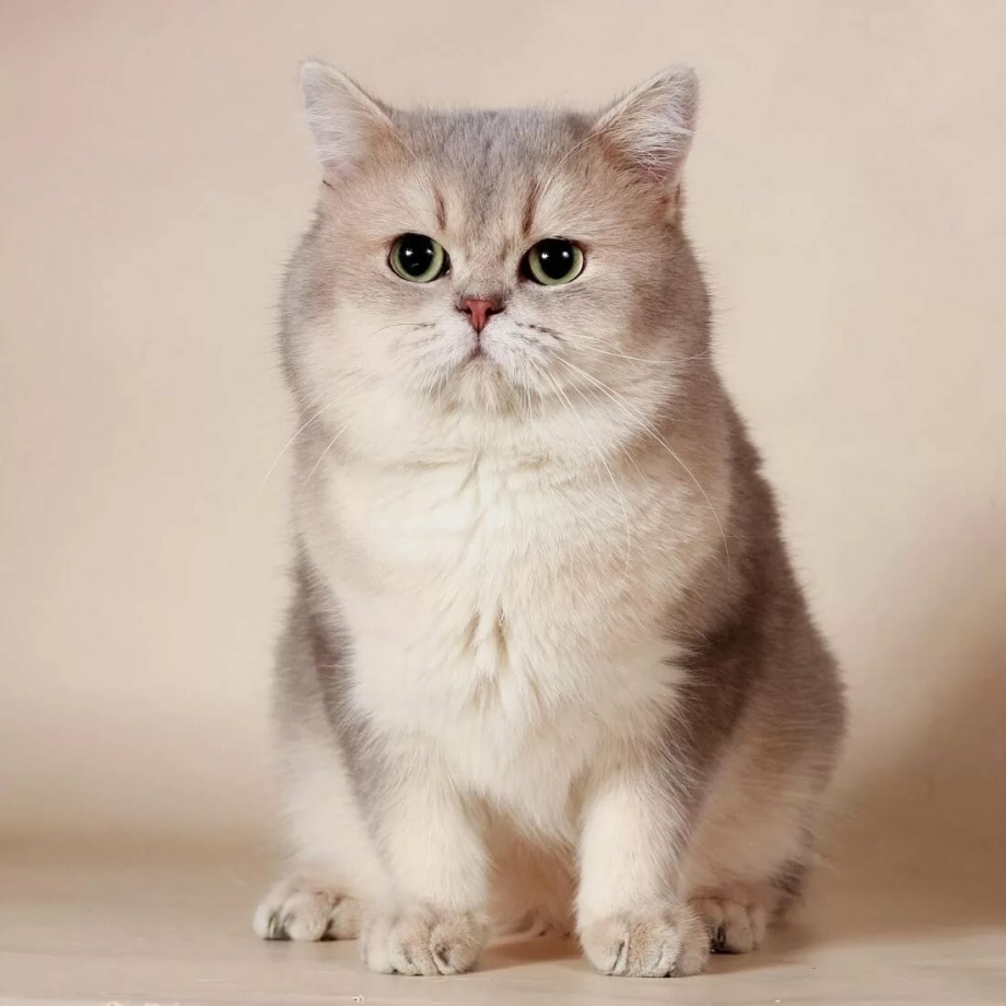 Британская Золотая затушеванная шиншилла