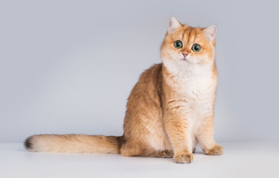 Кошка вислоухая короткошерстная Золотая шиншилла