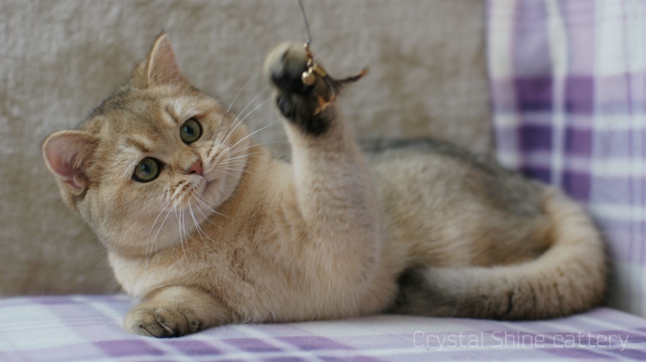 Золотая шиншилла котята