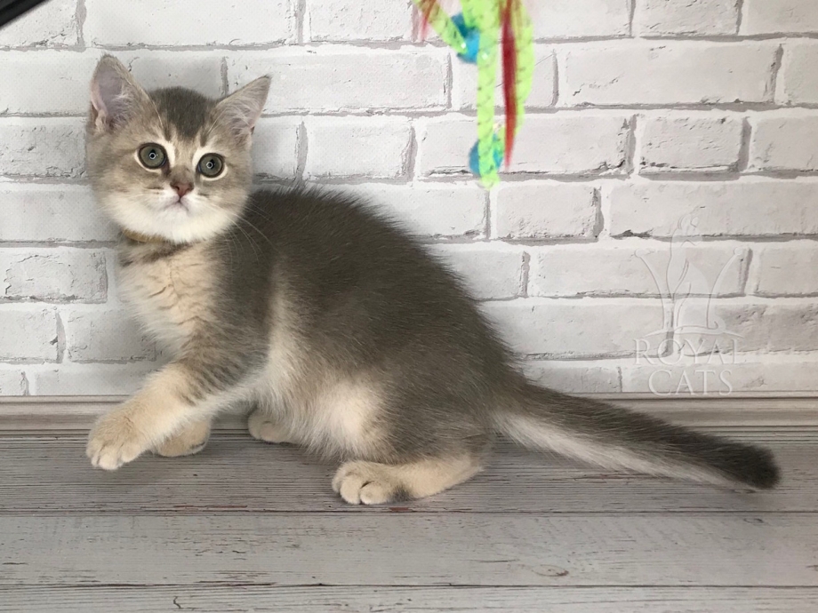 Британская короткошёрстная Золотая котята