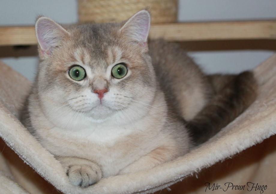 Британская Золотая шиншилла котята короткошерстная