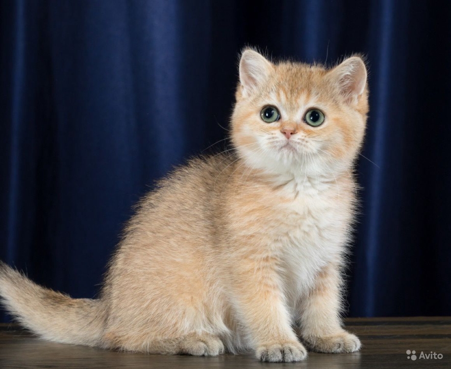 Шотландская прямоухая короткошерстная шиншилла Золотая