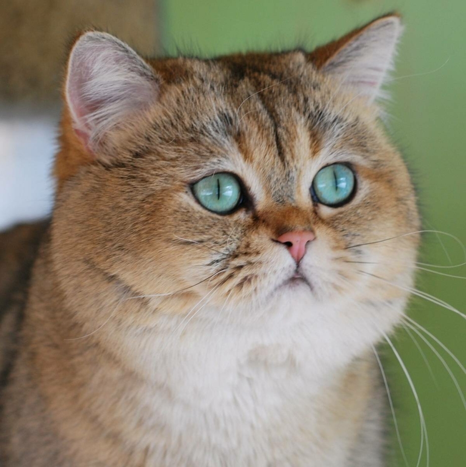 Манчкин Британская шиншилла
