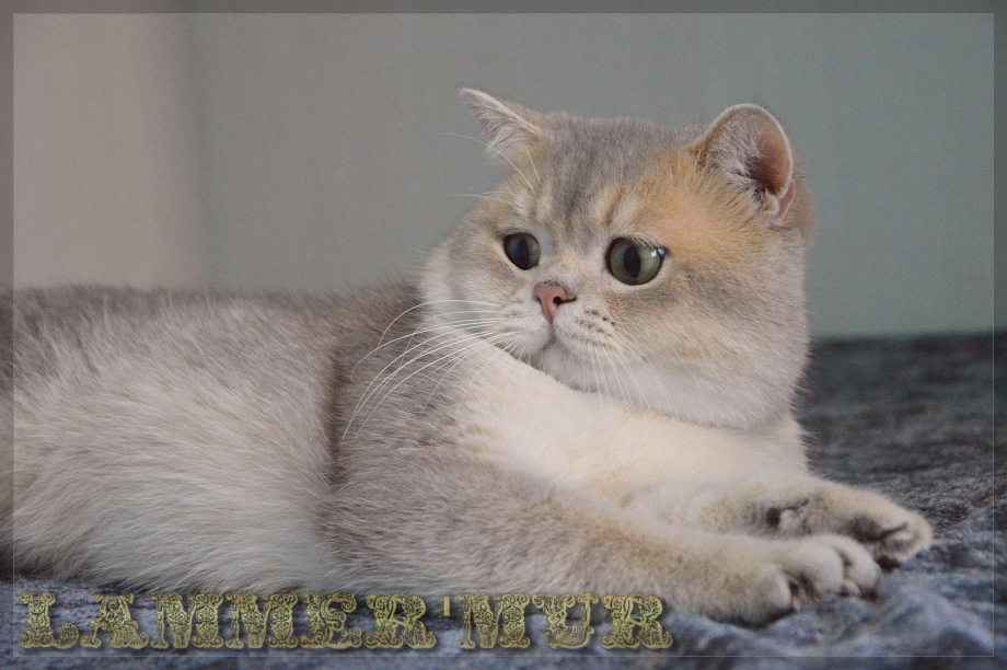 Окрас Золотая шиншилла