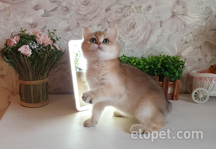 Кот Британская шиншилла гладкошерстный