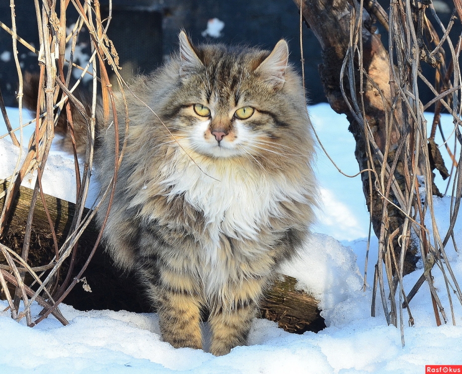 Сибирская кошка зимой