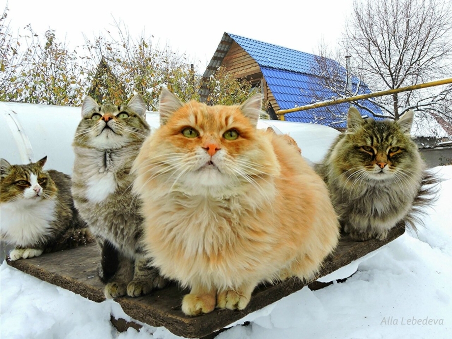 Кошка Сибирская Кошляндия