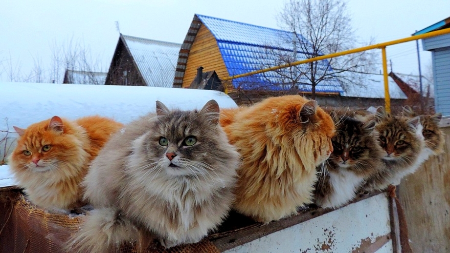 Сибирские коты Аллы Лебедевой
